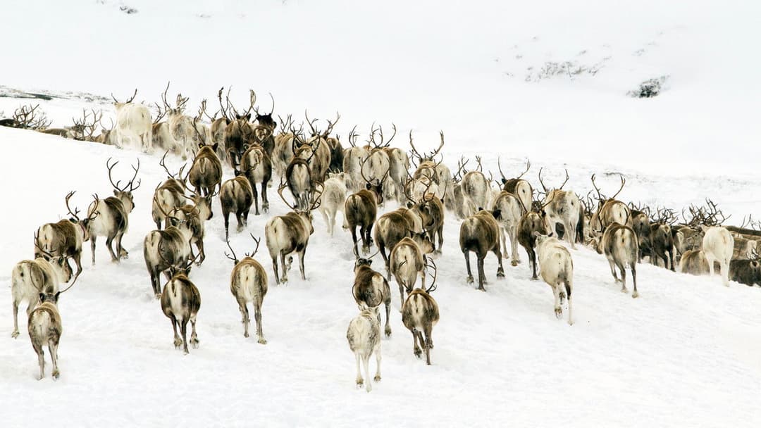 Unsere Wildnis backdrop 4