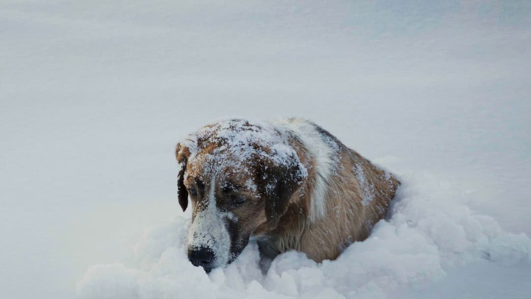 Ruf der Wildnis backdrop 19