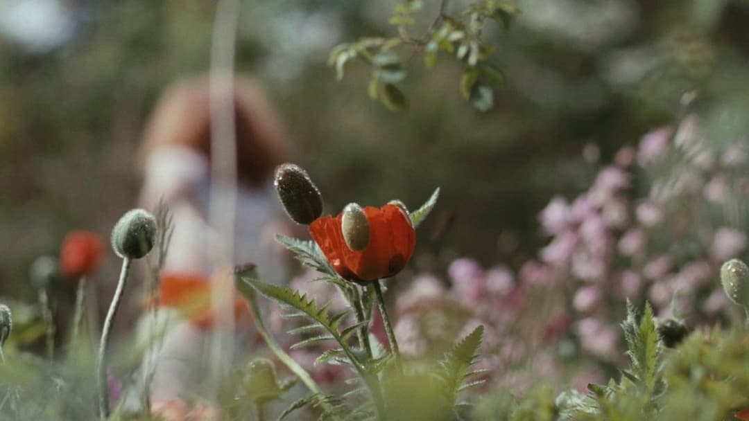 Bright Star backdrop 2