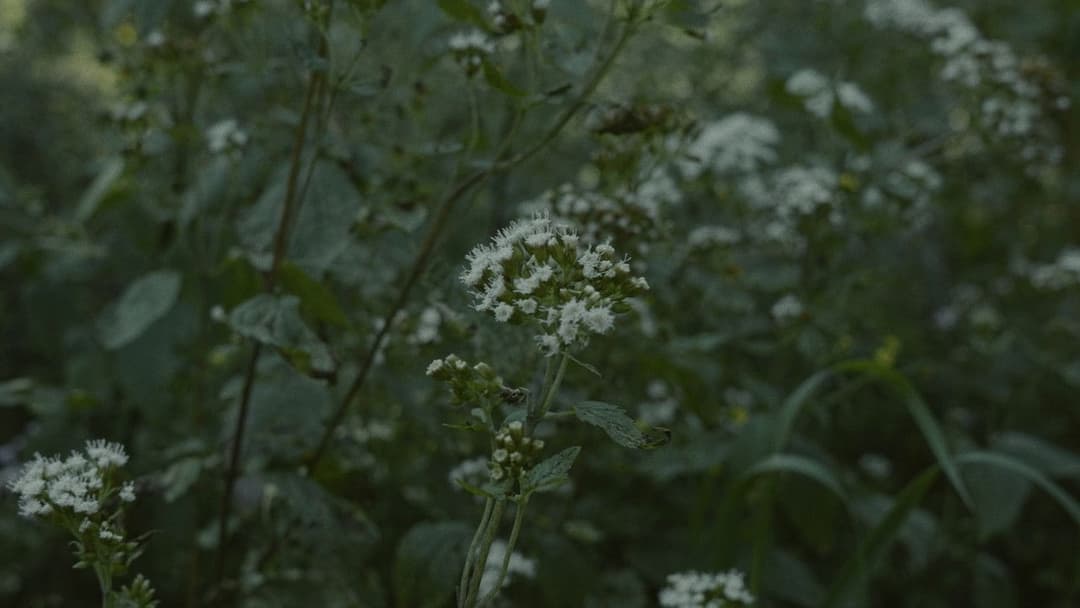 Para atrapar el viento backdrop 8