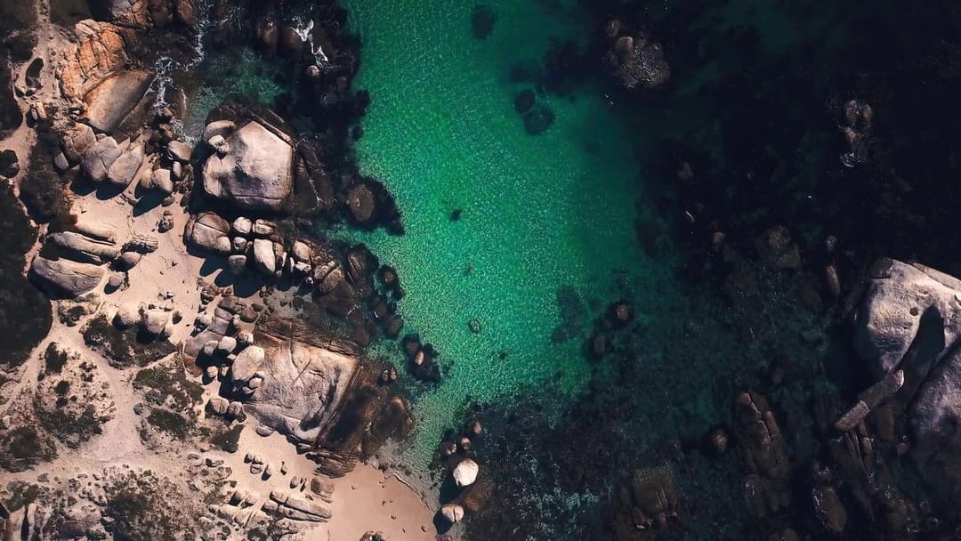 Мій учитель - восьминіг backdrop 13