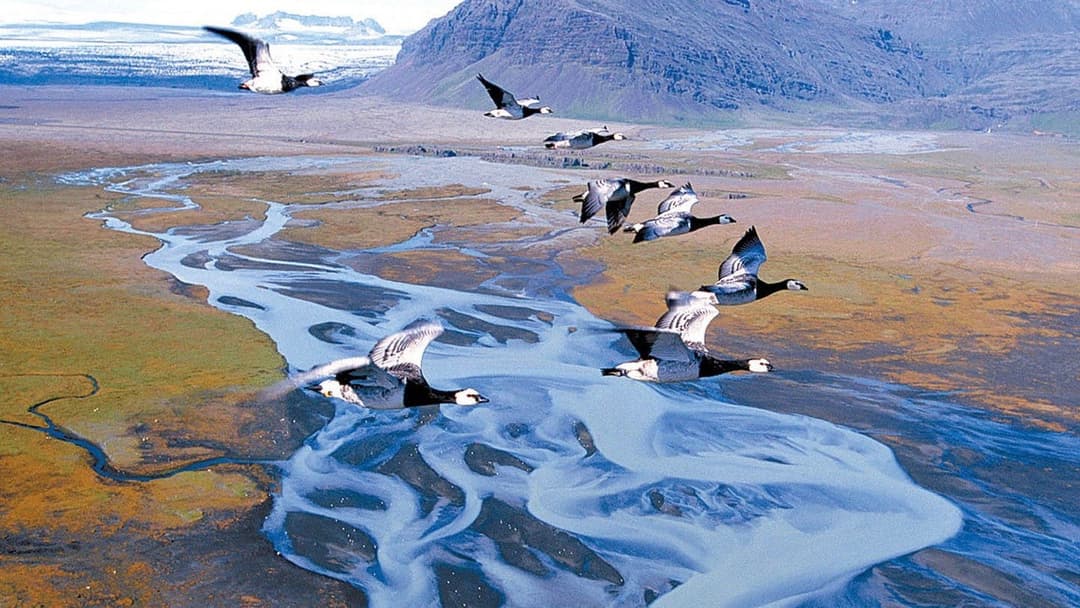 Птахи – мандрівний народ backdrop 1