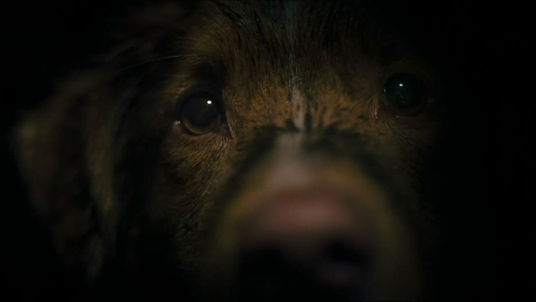 Good Boy - Trust His Instincts backdrop 5