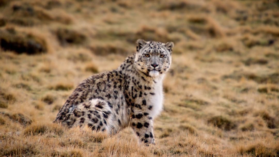 Born in China backdrop 14