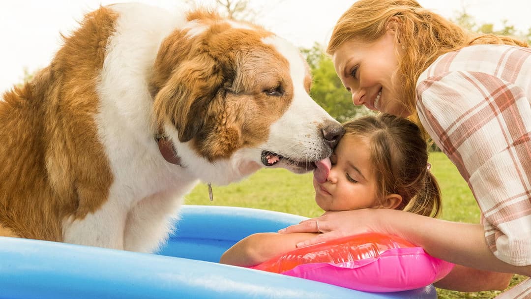 Подорож хорошого пса backdrop 7