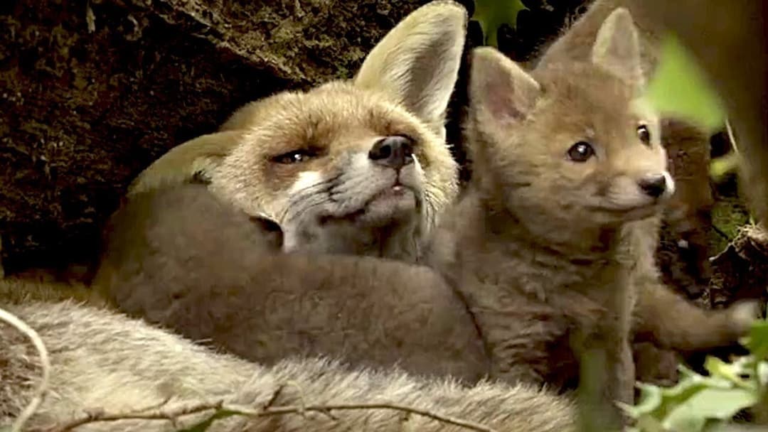 Unsere Wildnis backdrop 5