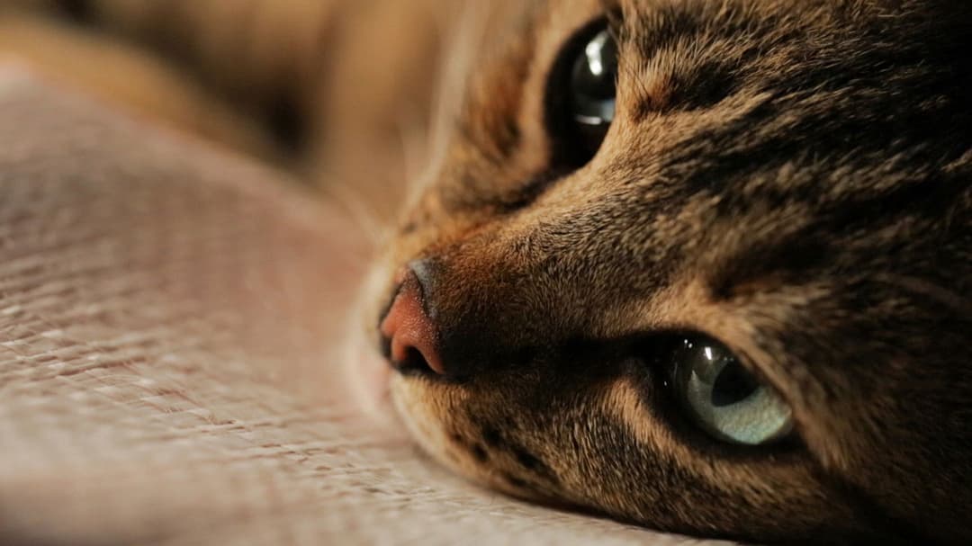 Kedi - Von Katzen und Menschen backdrop 4