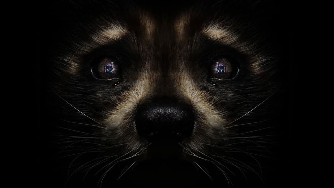 Вартові галактики 3 backdrop 10