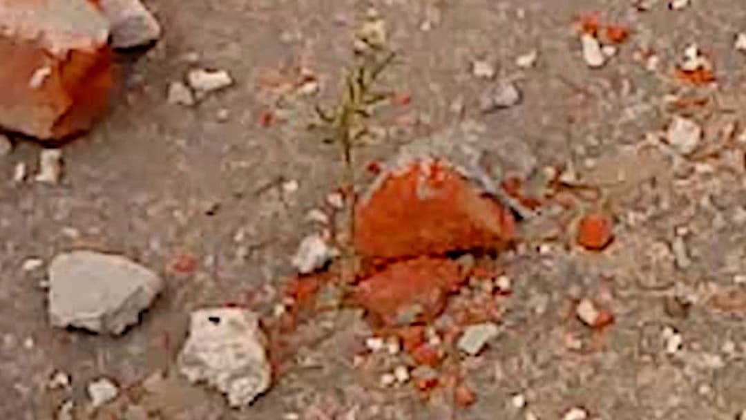 Dry Leaf backdrop 12