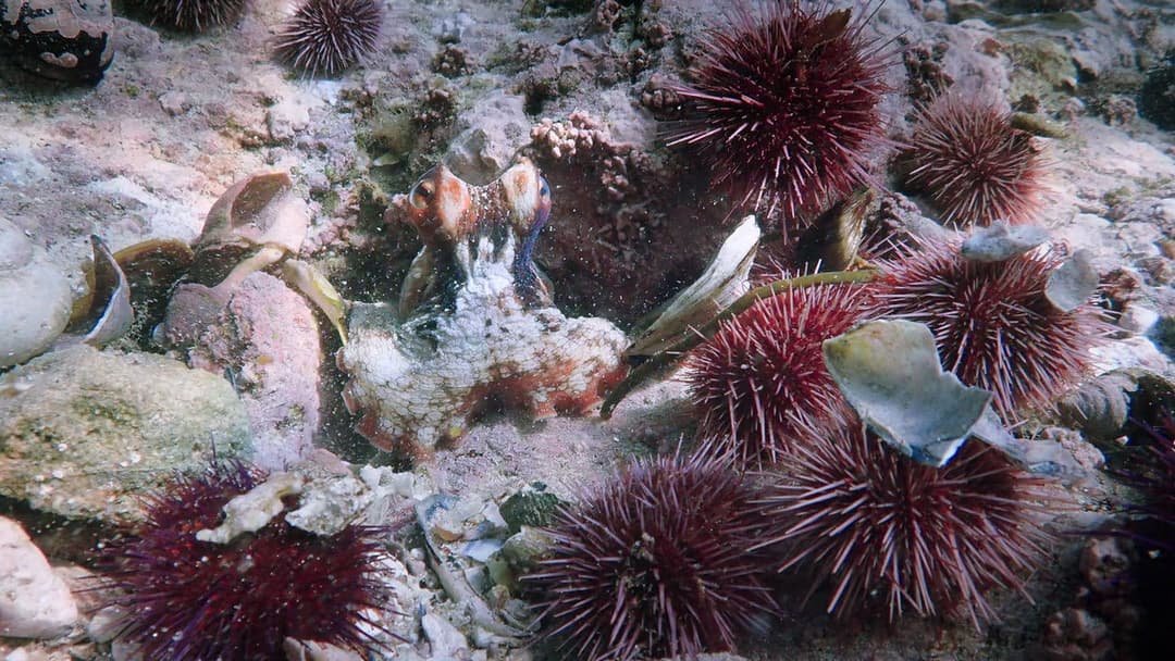 Мій учитель - восьминіг backdrop 8