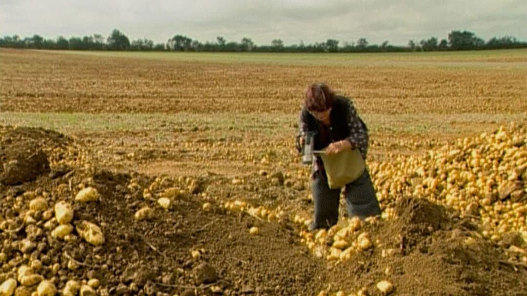 Збирачі та збирачка backdrop 5