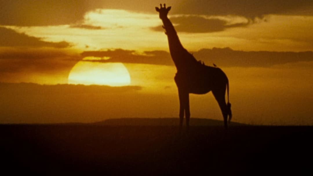 Ейс Вентура: Поклик природи backdrop 7