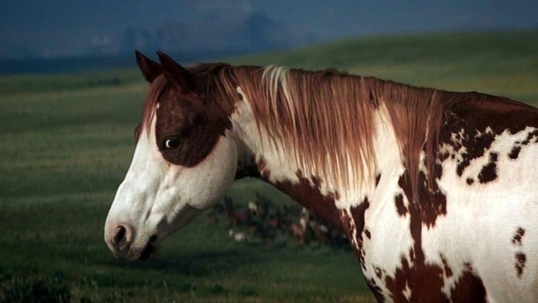 Ідальго backdrop 8