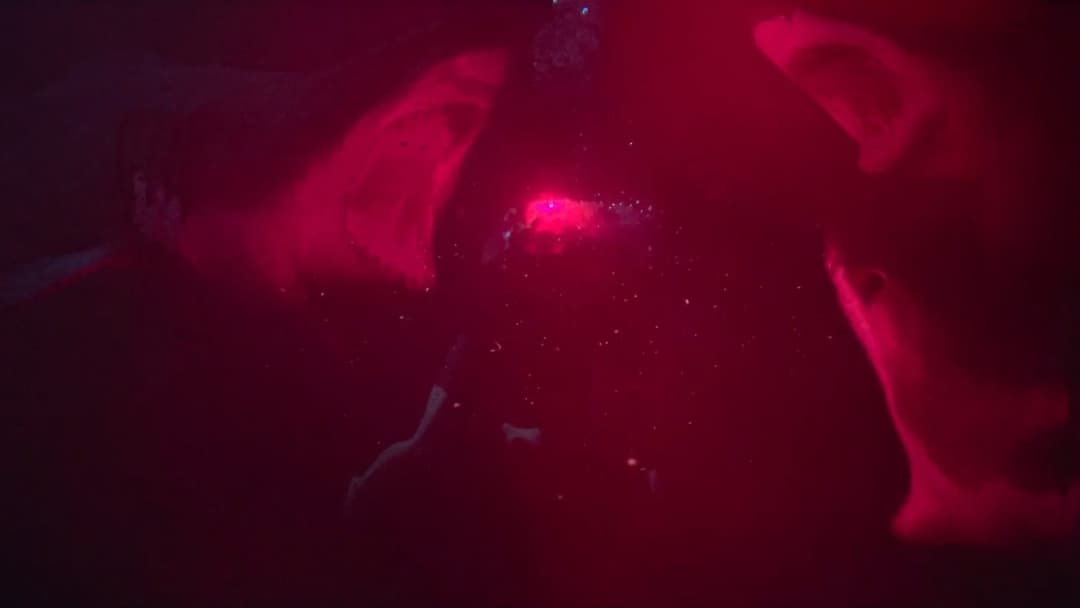 47 Meters Down backdrop 13