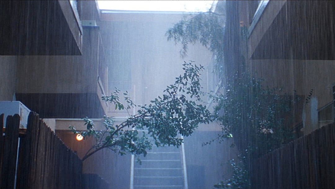 Магнолія backdrop 17