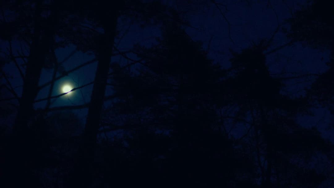 Evil Does Not Exist backdrop 15