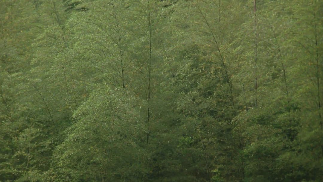 茶の味 backdrop 13