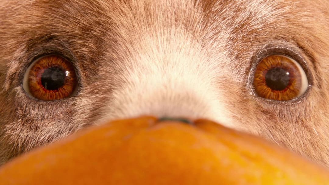 Paddington backdrop 5