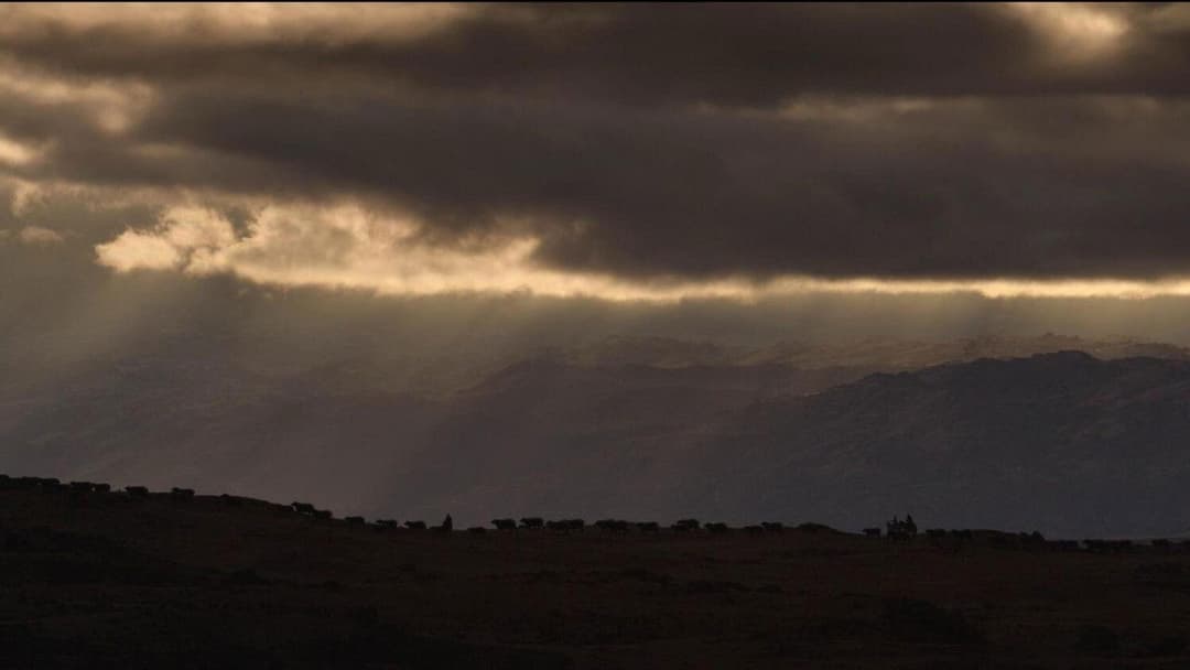 The Power of the Dog backdrop 18