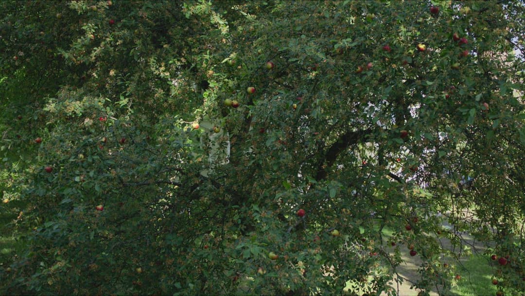 Pieces of a Woman backdrop 6