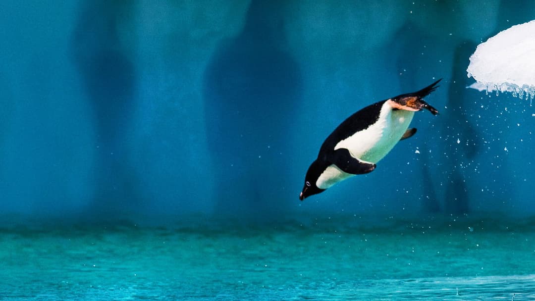 Unsere Ozeane backdrop 16