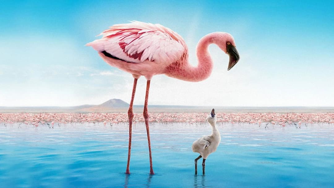 Auf purpurnen Schwingen: Das Geheimnis der Flamingos backdrop 2