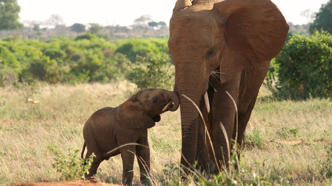 Королева слонів backdrop 4