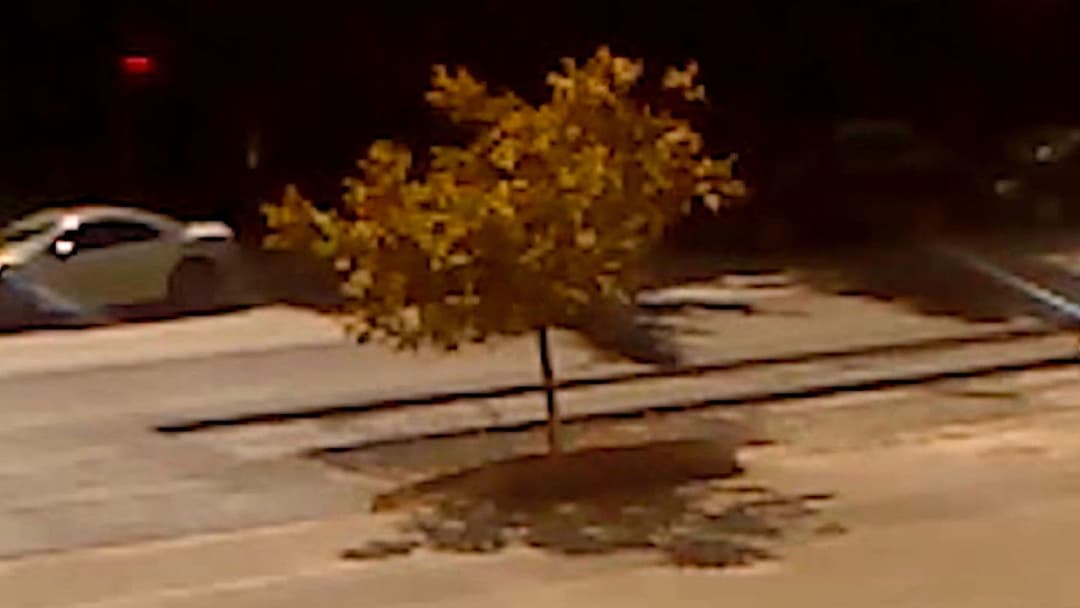 Dry Leaf backdrop 14