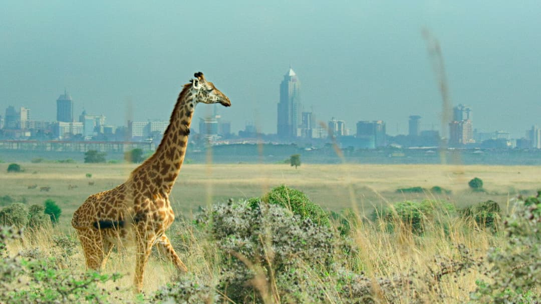 Breaking Boundaries: Die Wissenschaft hinter „Unser Planet“ backdrop 2