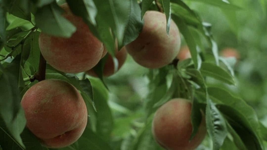 百万円と苦虫女 backdrop 6