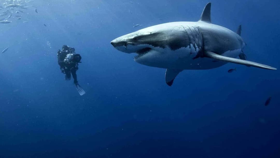 Unsere Ozeane backdrop 5