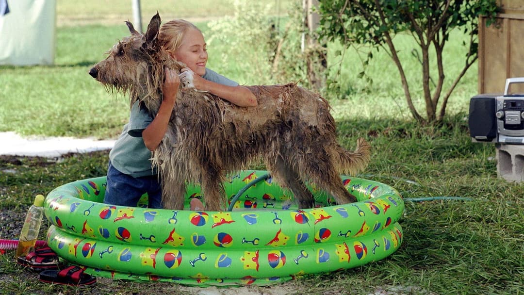 Winn-Dixie - Mein zotteliger Freund backdrop 5