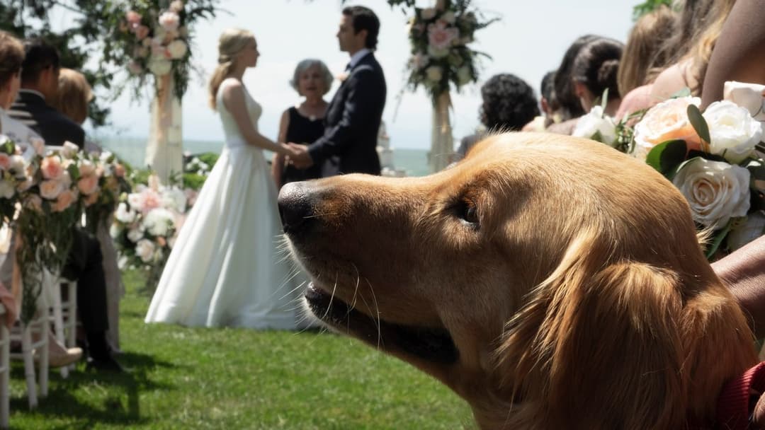 Enzo und die wundersame Welt der Menschen backdrop 7