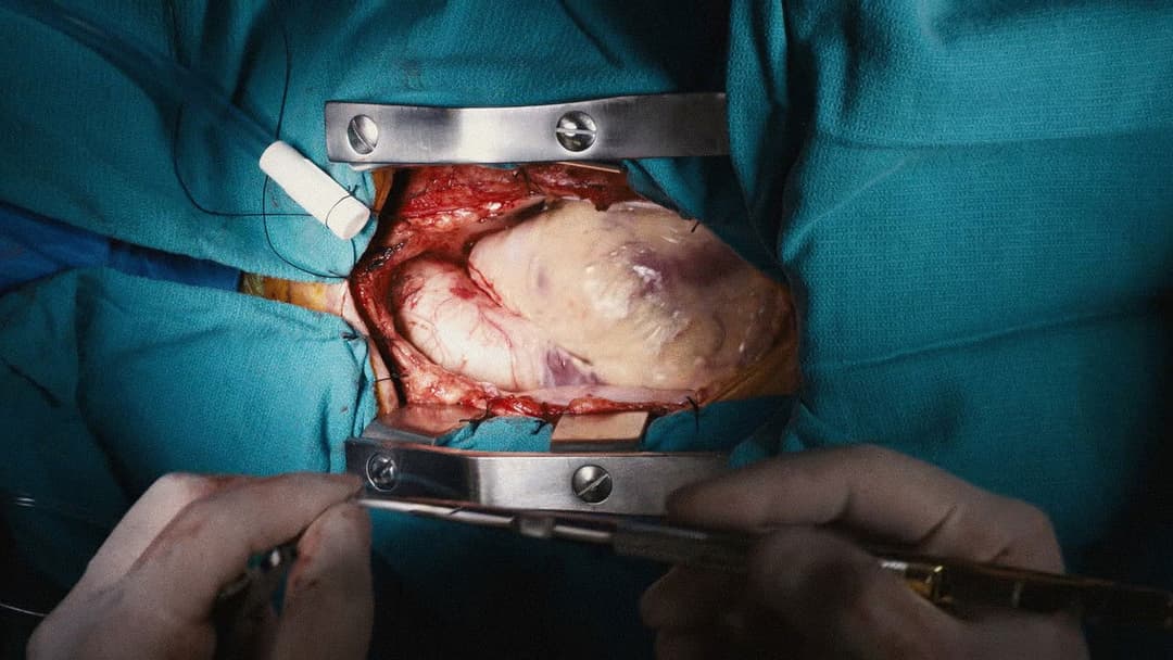 Вбивство священного оленя backdrop 20