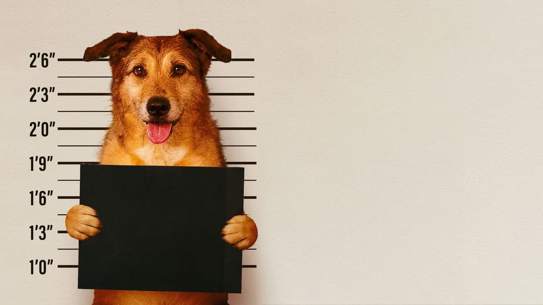 Hundschuldig backdrop 2