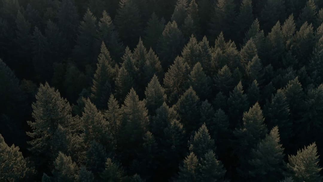 Свиня backdrop 13