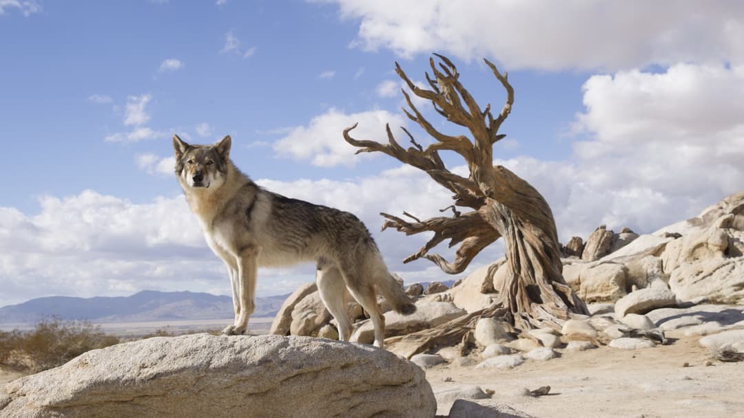 Альфа backdrop 9