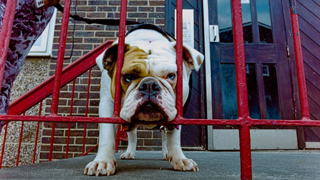 Птах backdrop 20