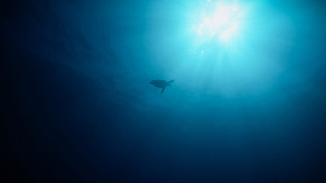 Return: Saving Turtles backdrop 3