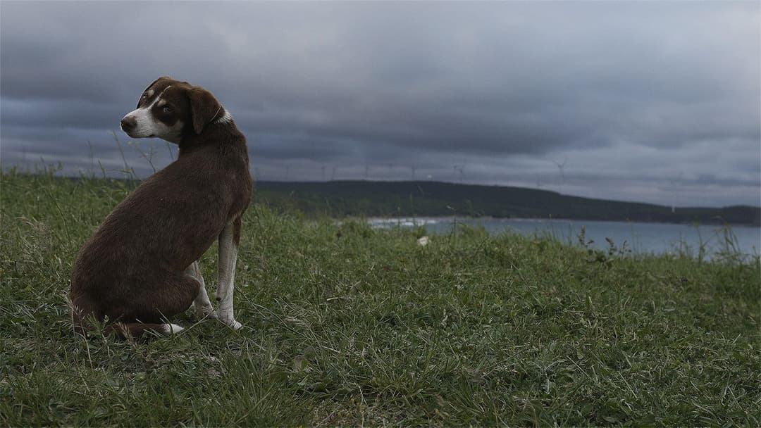 The Leaf Covered in Hoarfrost backdrop 1