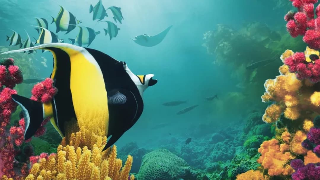 Royaumes d'Asie backdrop 1