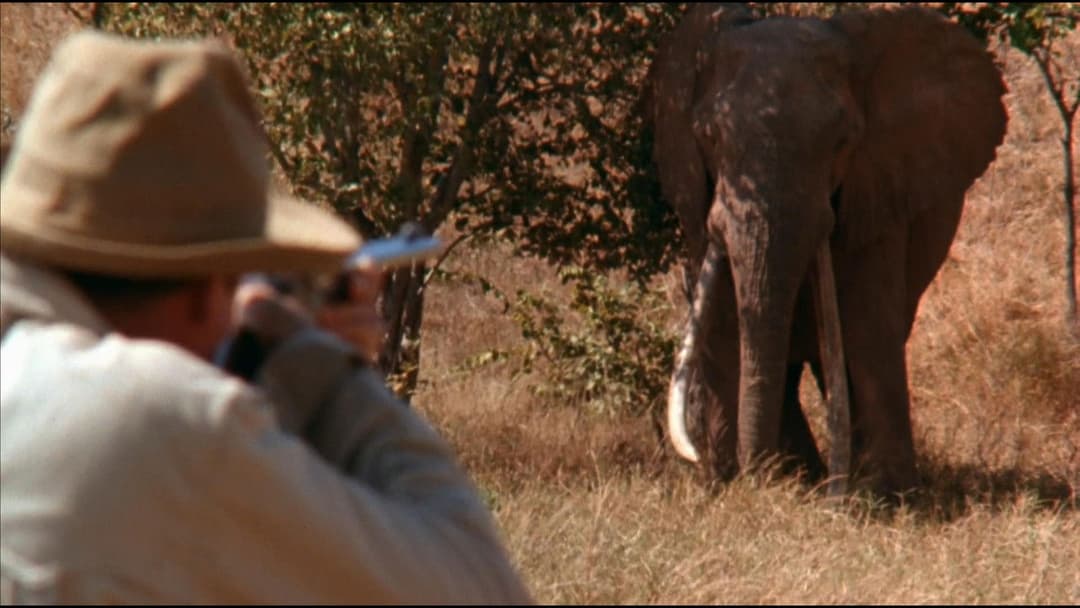 Weißer Jäger, schwarzes Herz backdrop 6