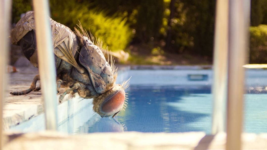 Жувальця backdrop 3