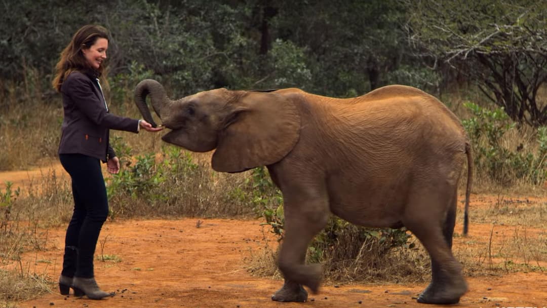 Різдво у дикій природі backdrop 3