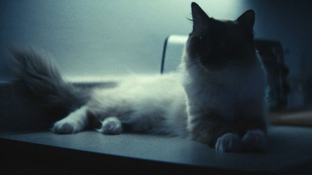 Magazine Dreams backdrop 4