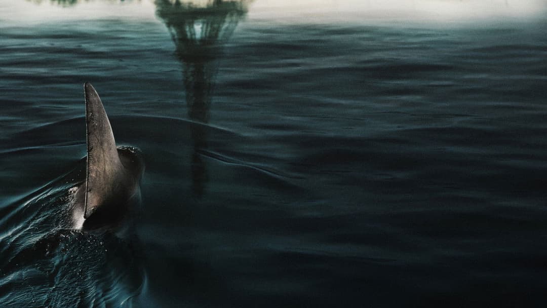 У глибинах Сени backdrop 4