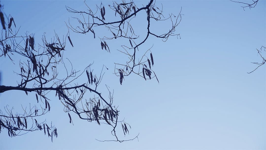 The Leaf Covered in Hoarfrost backdrop 15