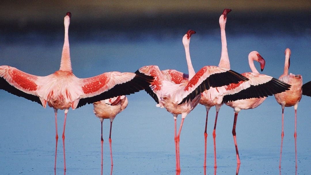 Auf purpurnen Schwingen: Das Geheimnis der Flamingos backdrop 1