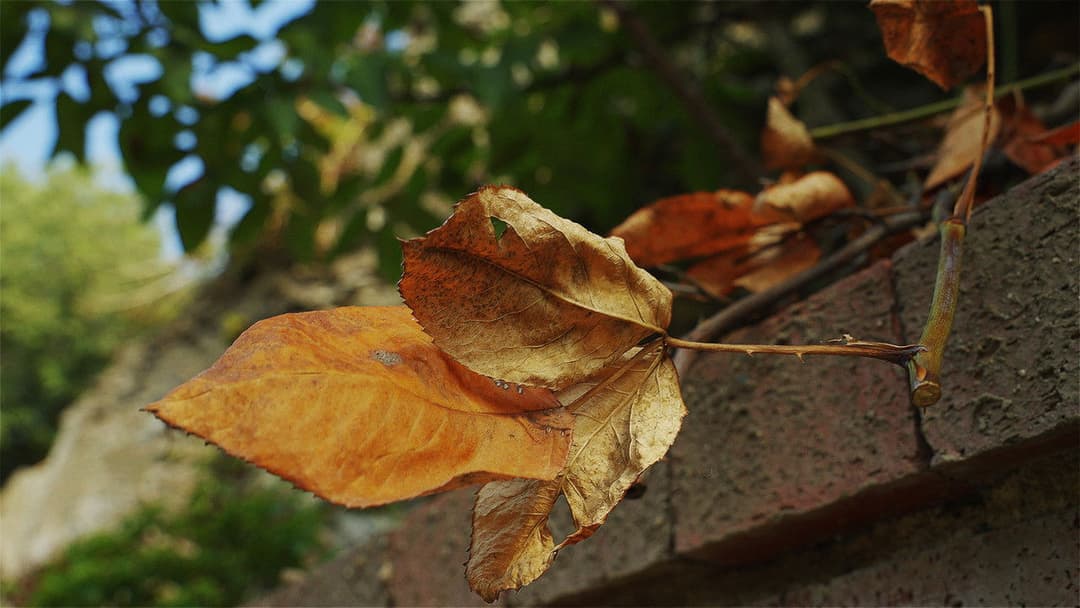 The Leaf Covered in Hoarfrost backdrop 10