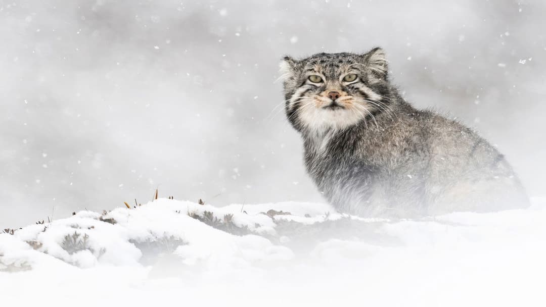 Der Schneeleopard backdrop 4